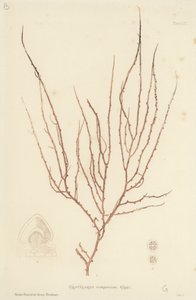 英国海草（自然印刷） 作者 英语学校